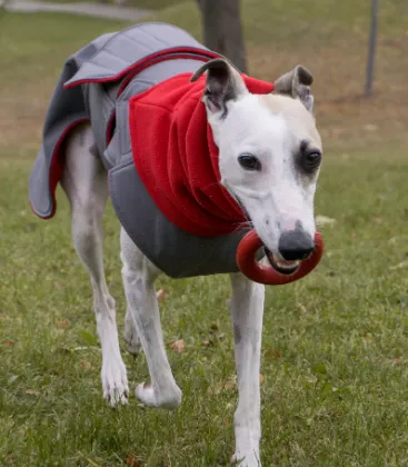 WHIPPET/GREYHOUND WINTER DOG COAT   NECK WARMER / MADE TO ORDER