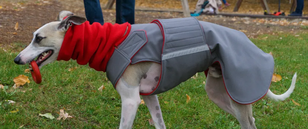 WHIPPET/GREYHOUND WINTER DOG COAT   NECK WARMER / MADE TO ORDER